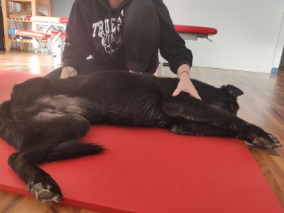 Massage / Entspannung für den Hund
